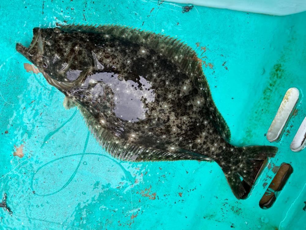 大原沖、イワシ解禁2週目調査