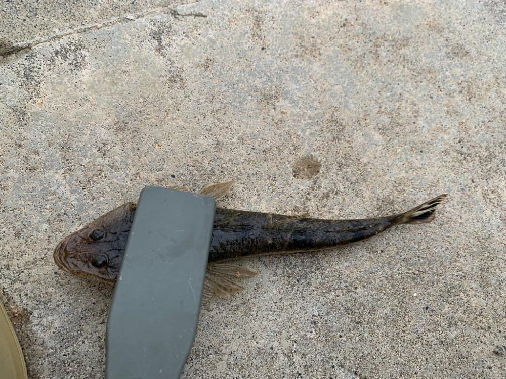 久しぶりの餌釣りで