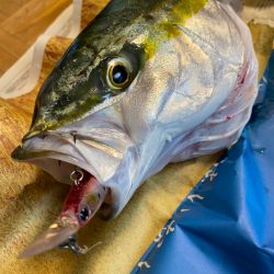 スリムなメジロ