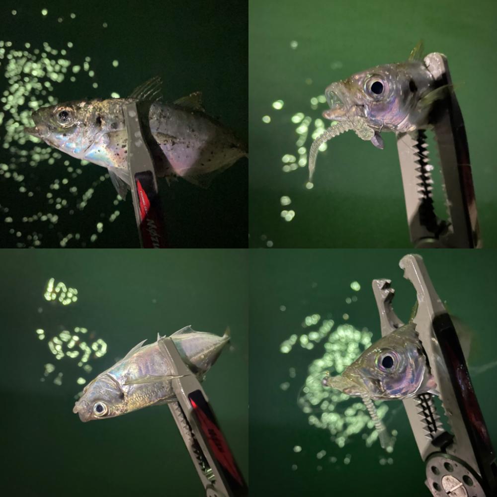 関門アジング10.17