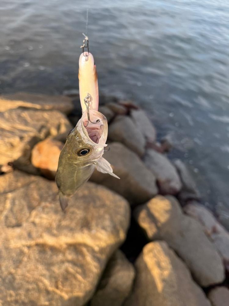 チヌトップのはずが…