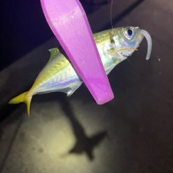 大阪湾奥アジング 初ベイトアジング