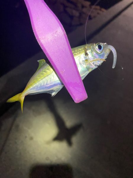 大阪湾奥アジング 初ベイトアジング