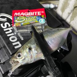 ボートアジング