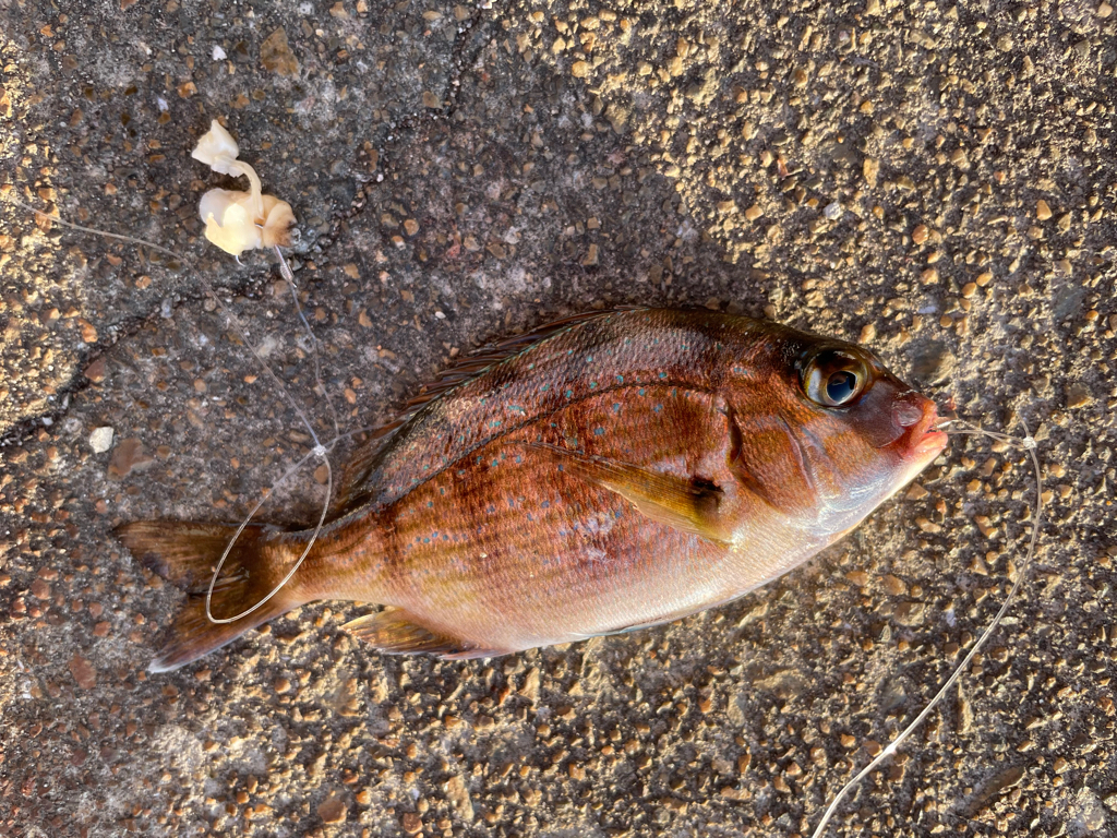 シマノ史上最高のドラグ音との噂を聞きバイオマスターのテストへ