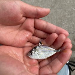 近場でチヌ釣り