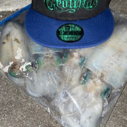 仕事終わりまたもやエギング！