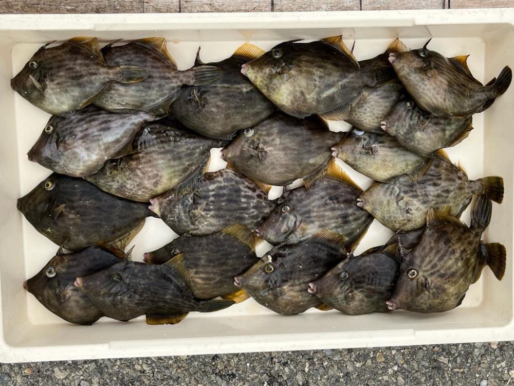 ショアジギング坊主回避