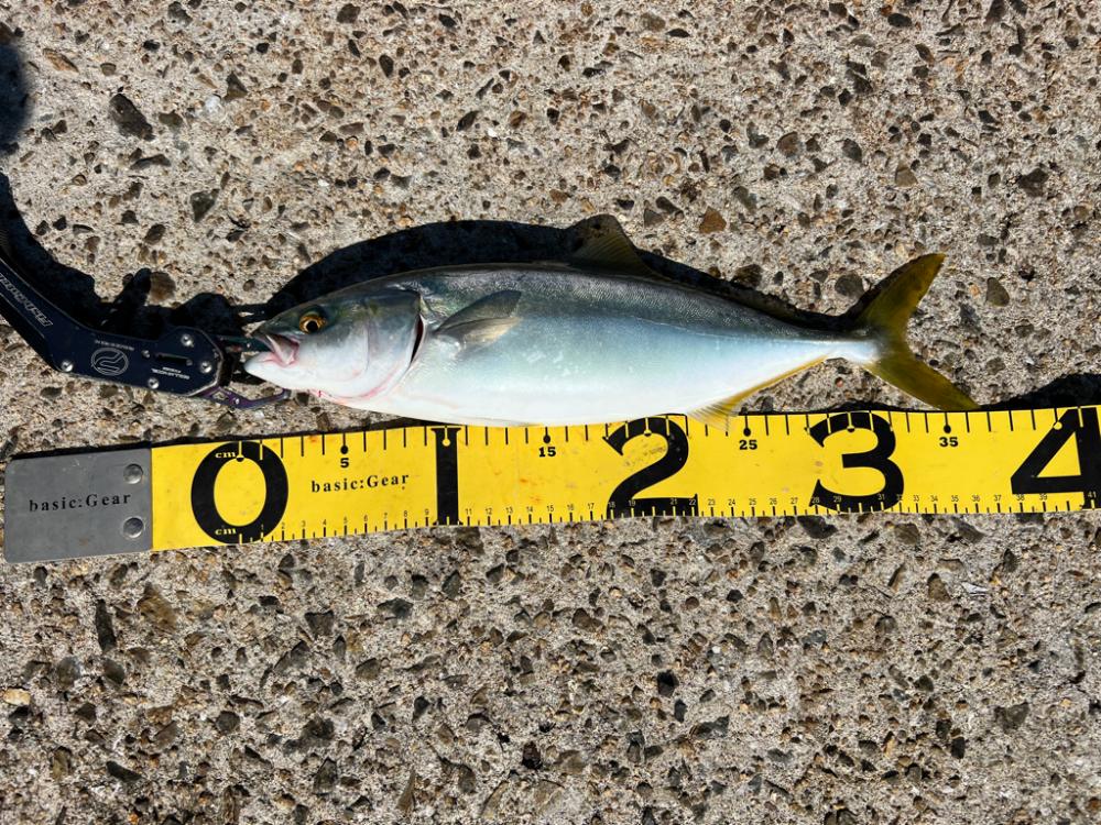 のませがいい。