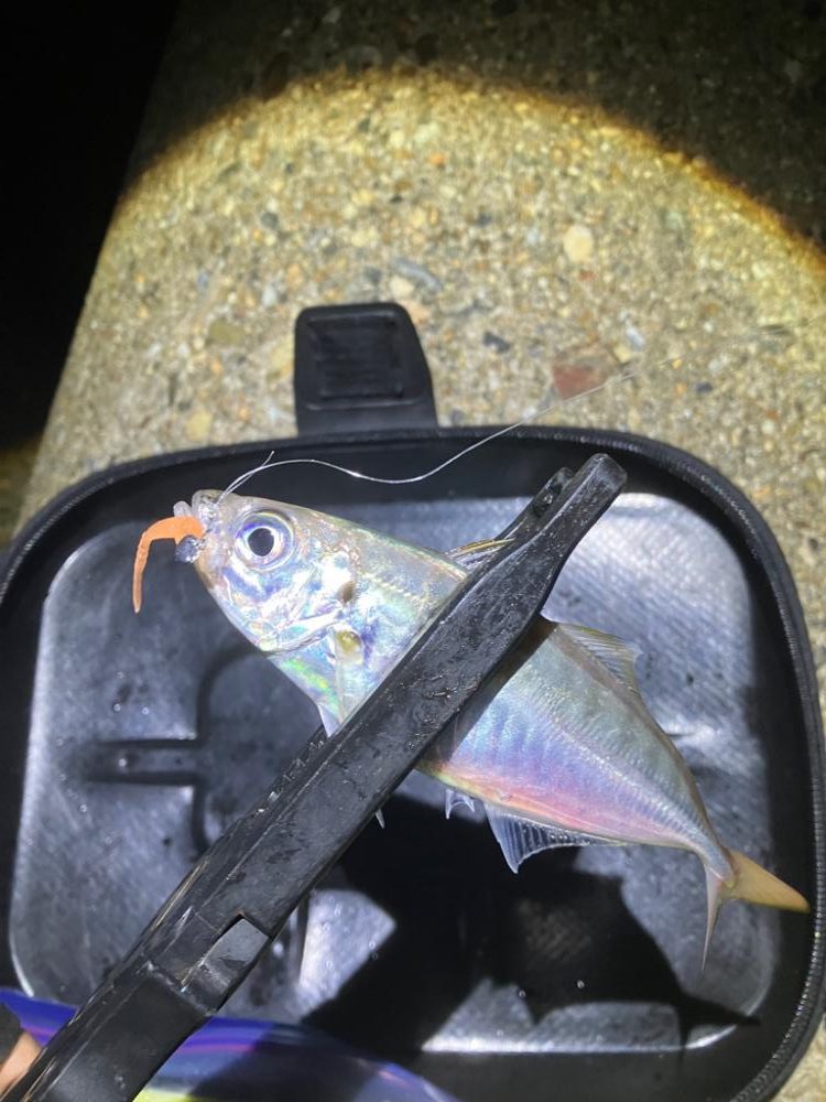 アジング楽しい(^。^)