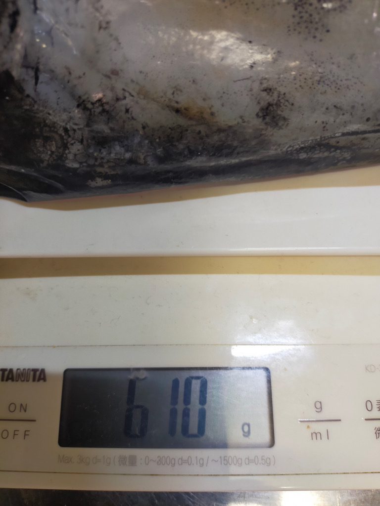 1か月半ぶりのアオリイカ