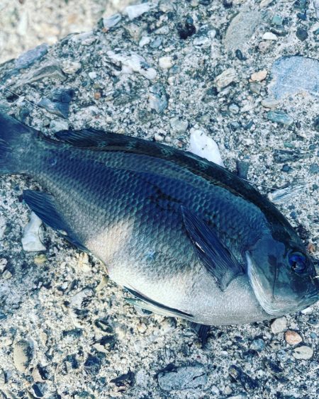 テトラ上からひとりフカセ