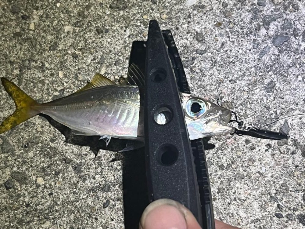 泉佐野アジング