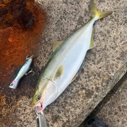 久しブリ、久々投稿