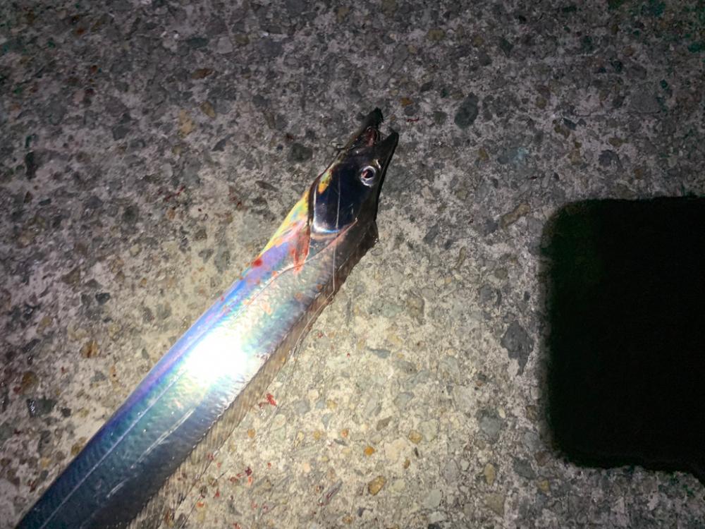 太刀魚２日目