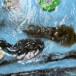 明日から陽気が悪くなるので