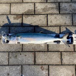 鰤族置き去りに。光速ジャーク青牙2本。。