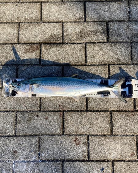 鰤族置き去りに。光速ジャーク青牙2本。。