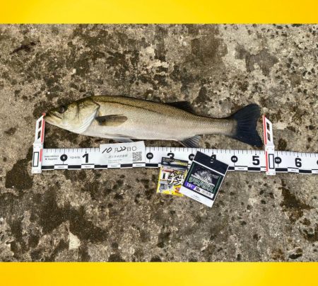 釣り始めは潮の流れ無し、風もない状況。