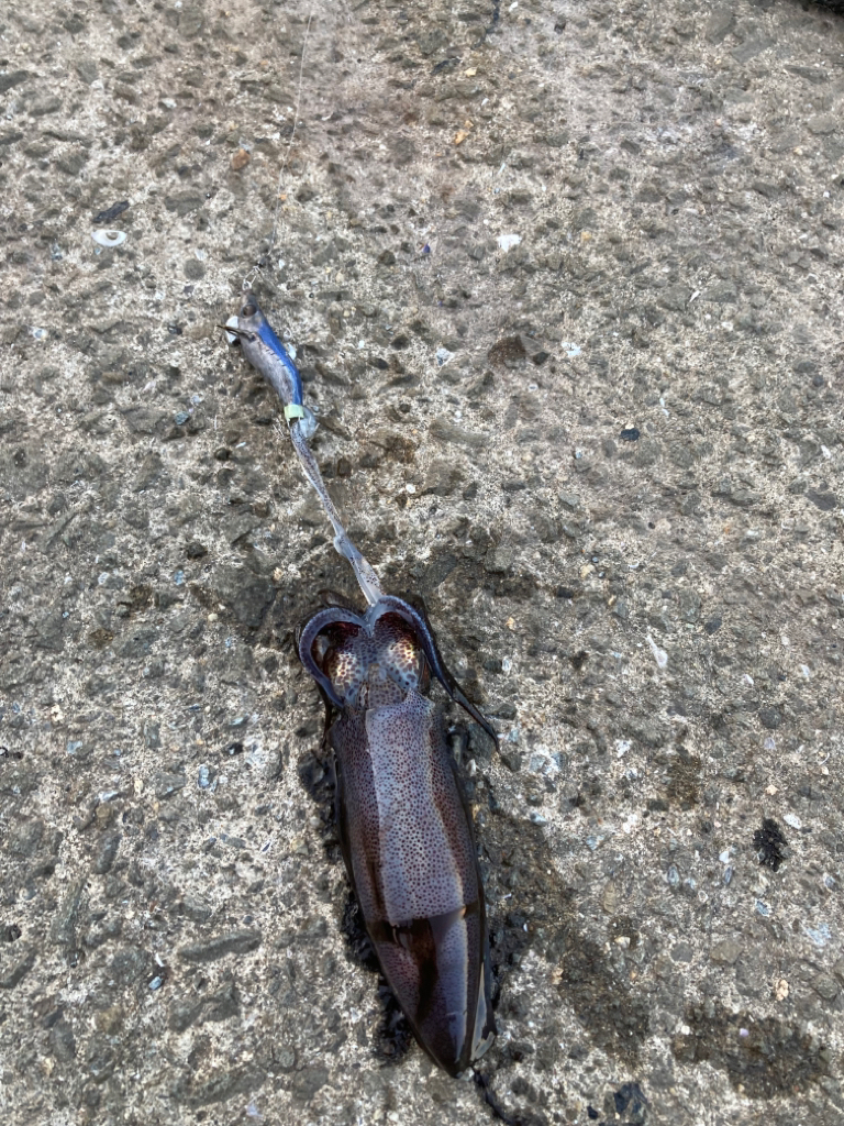 インチキエギング