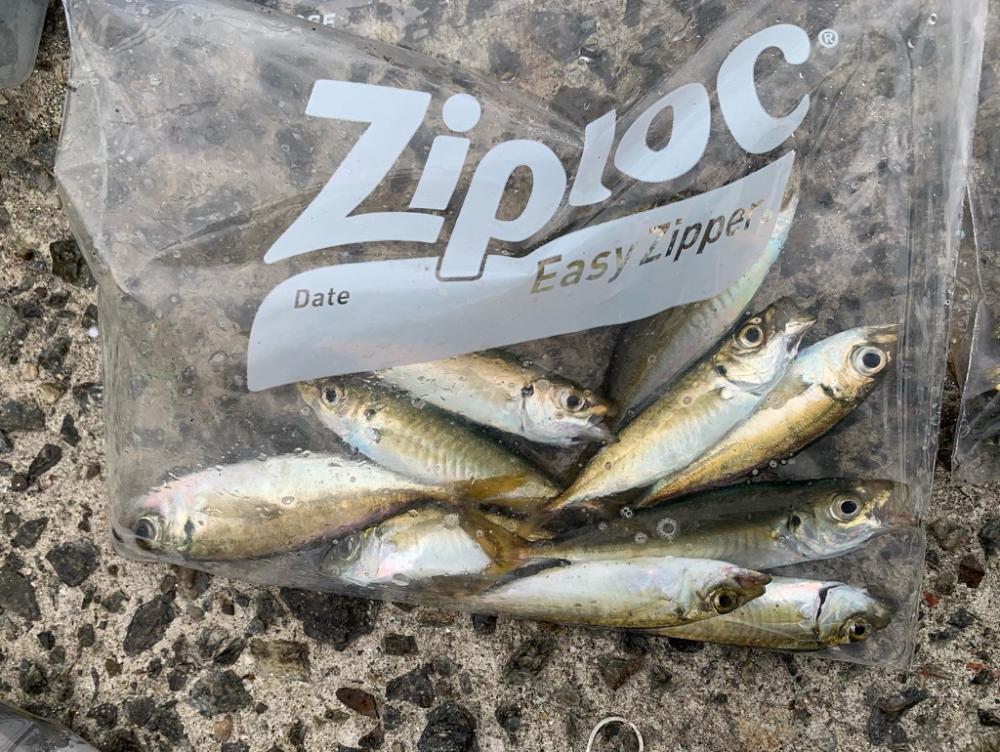 小アジでノマセ釣り