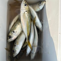 パターンを探す釣り