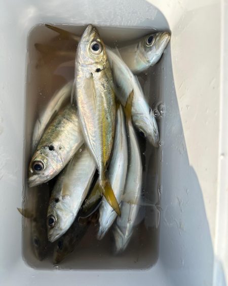 パターンを探す釣り