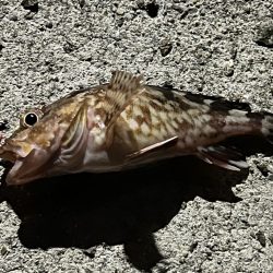 アジは何処へ？