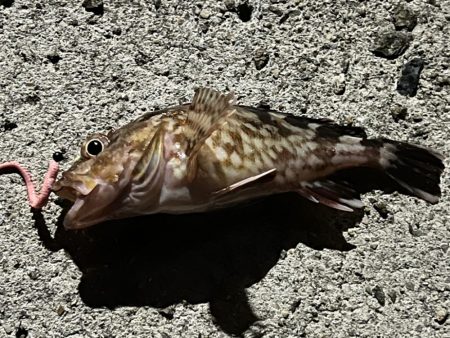 アジは何処へ？