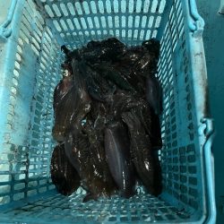 ナイトティップランでアオリイカ