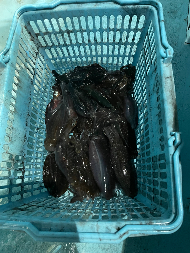 ナイトティップランでアオリイカ