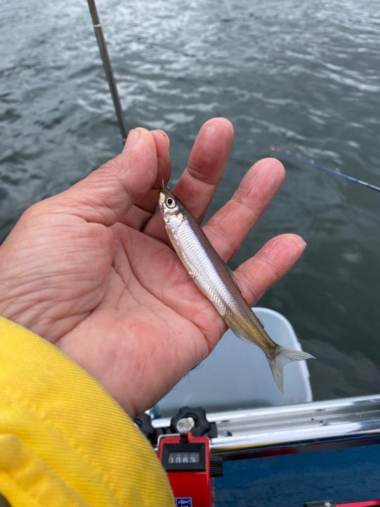 赤城大沼ワカサギ釣り