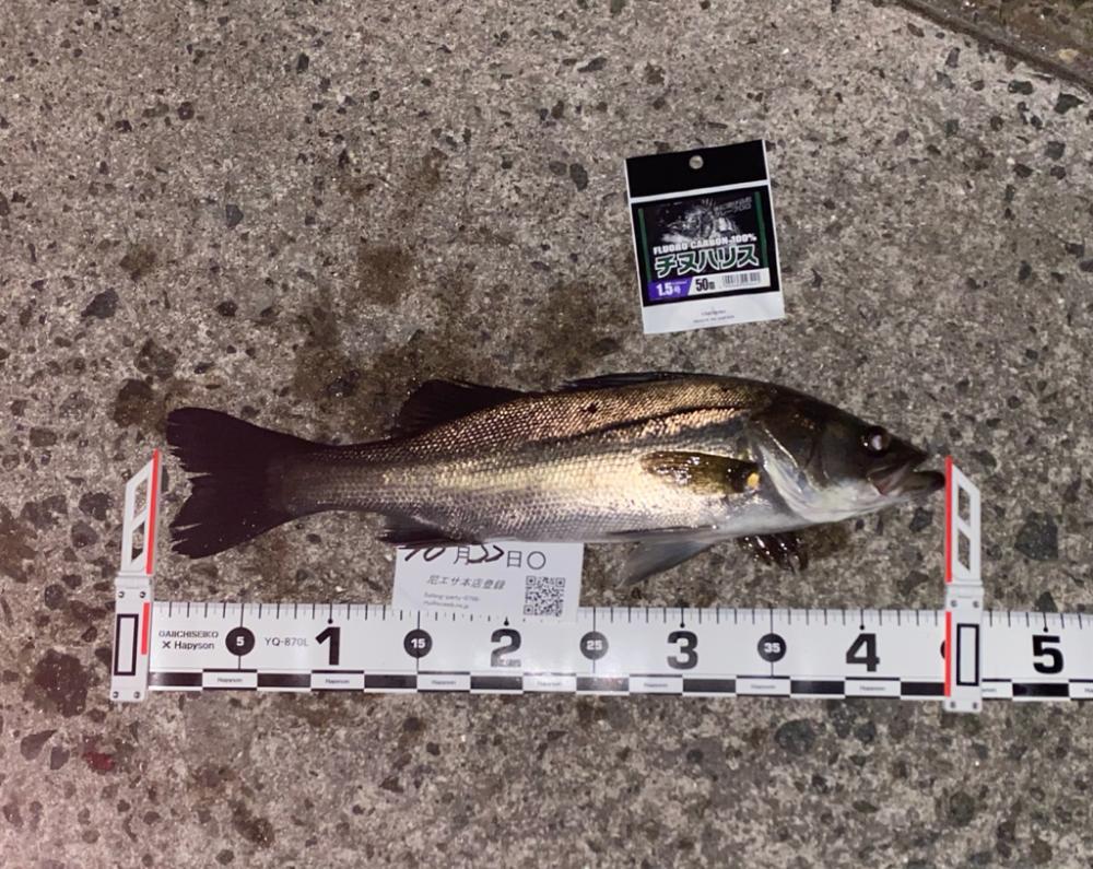 まだまだ小さいサイズが釣れもう少しで良い型が出てくると期待しながら