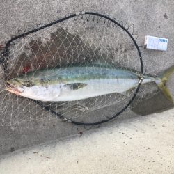 自己最高80センチオーバー