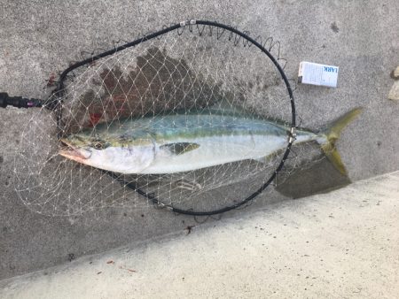 自己最高80センチオーバー