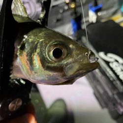 またまたボートアジング!