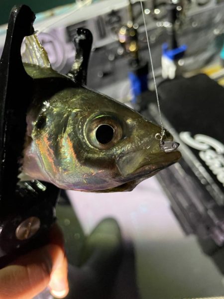 またまたボートアジング!