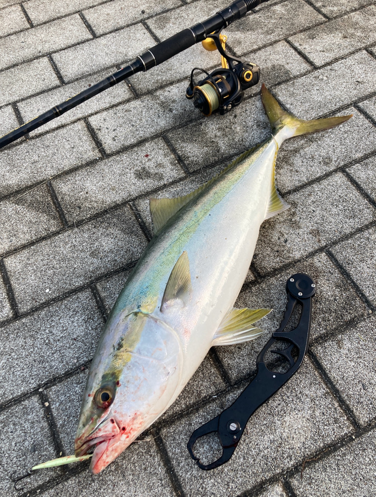 湾奥コスモ激混み。メジロ64センチ。。