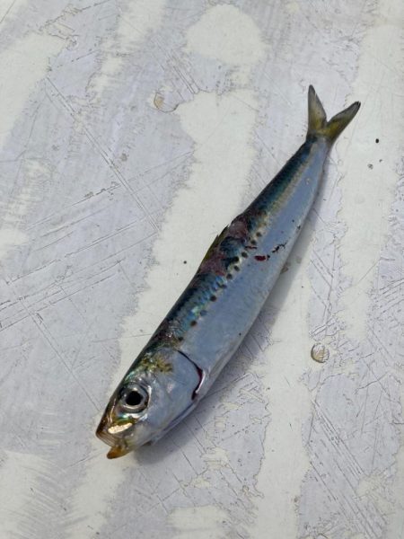 イワシ飲ませ釣り🎣