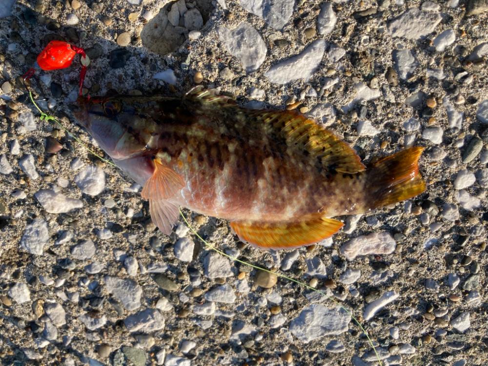 良型のメバル来た!!