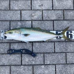 湾奥コスモ。ギリメジロ2本。。