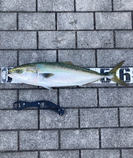 湾奥コスモ。ギリメジロ2本。。