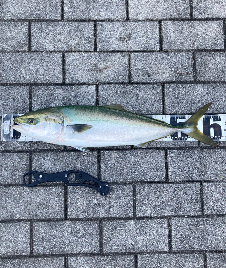 湾奥コスモ。ギリメジロ2本。。