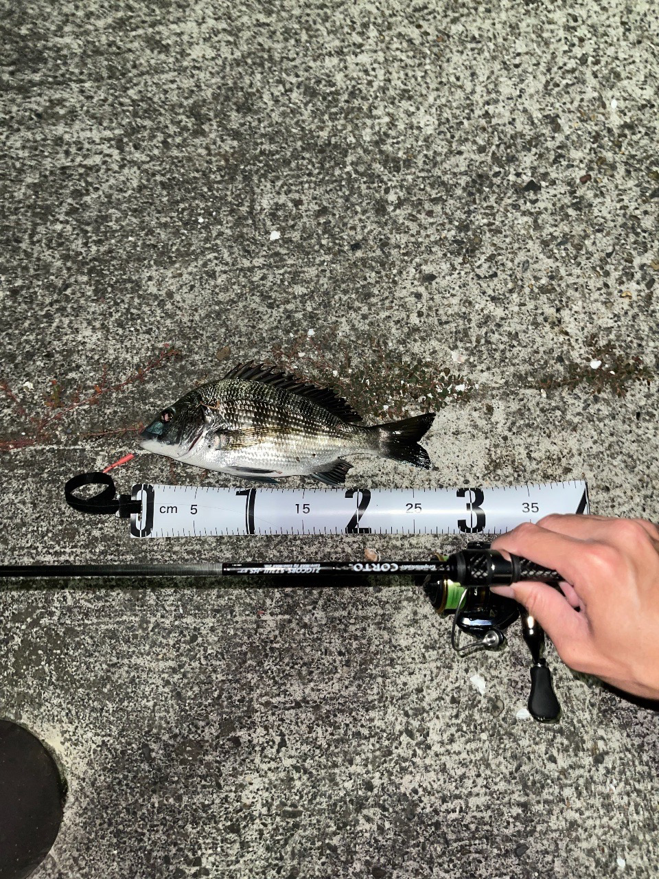 アジング？チニング？