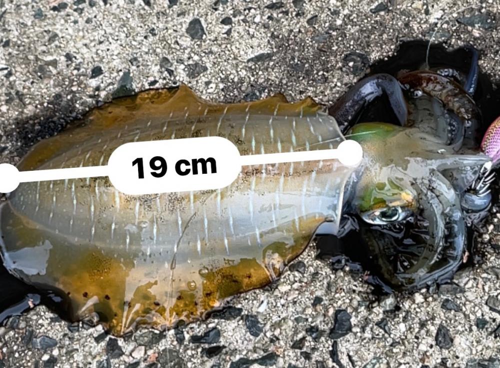 ラインのあたりは至福の時