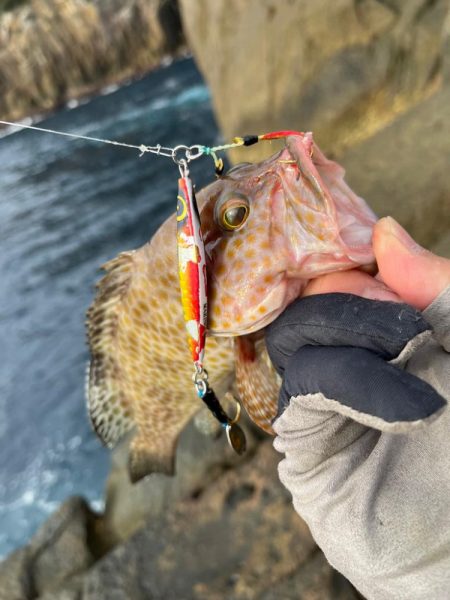 オオモンハタはジグとワームで攻略