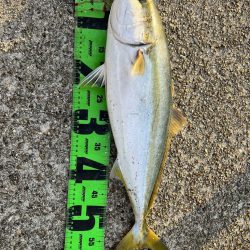 青物絶好調！！