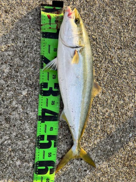 青物絶好調！！