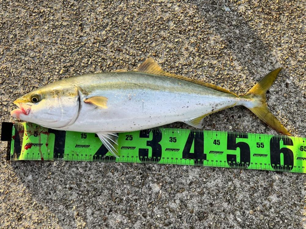 青物絶好調！！