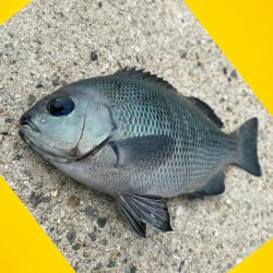 まだまだ小さいサイズが寄りつき